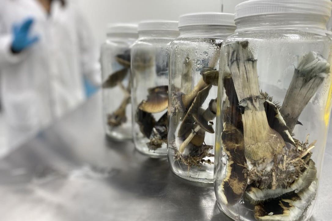 mushrooms in jars